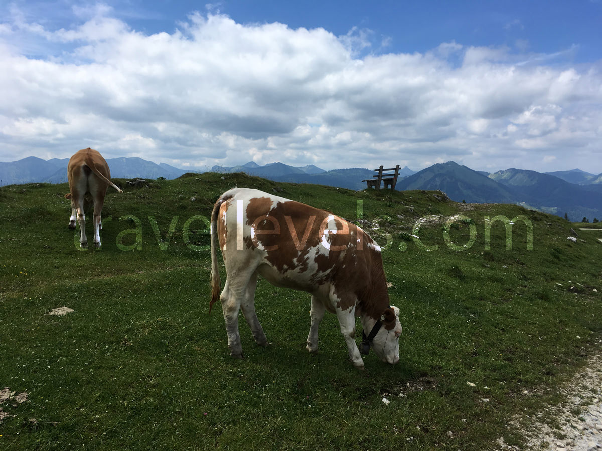 Альпийские коровы, Австрия, Санкт-Гильген