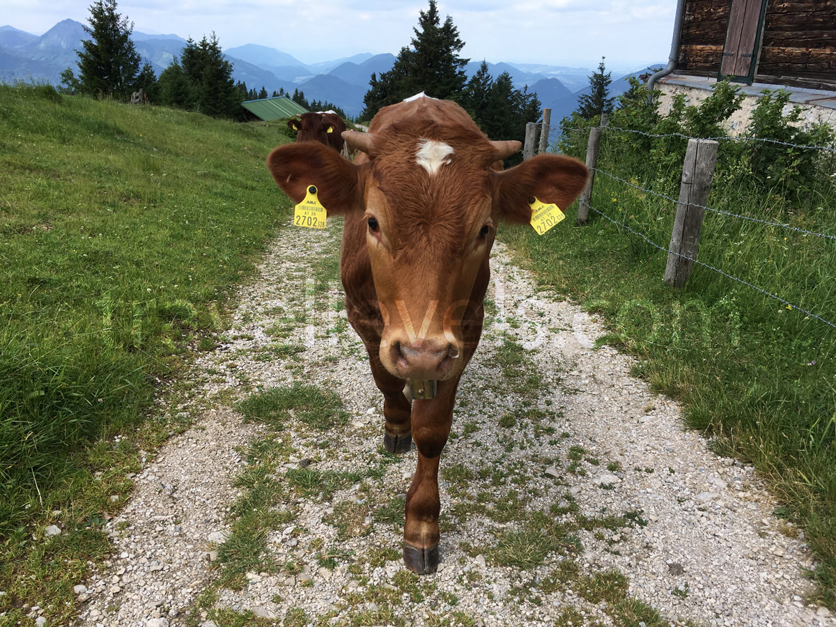Альпийские коровы, Австрия, Санкт-Гильген