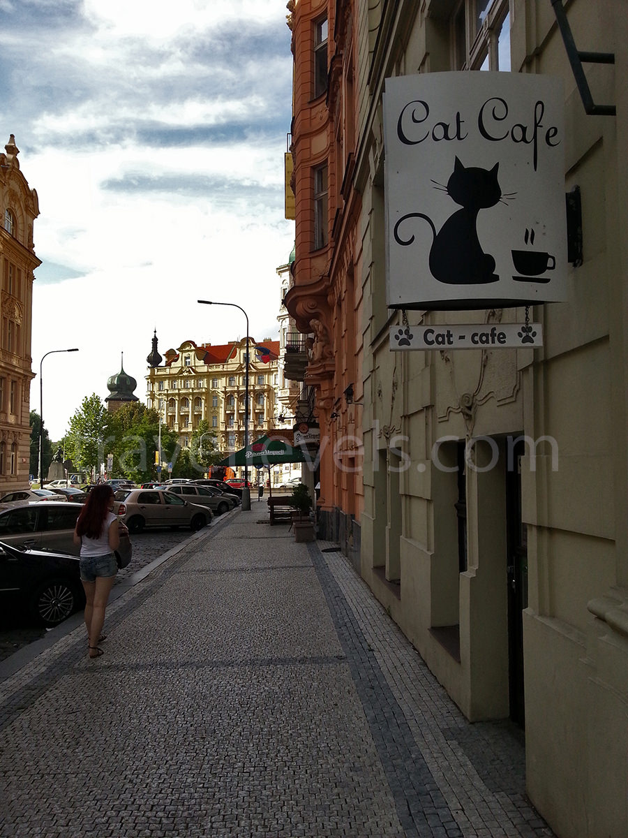 Кото кафэ, Прага