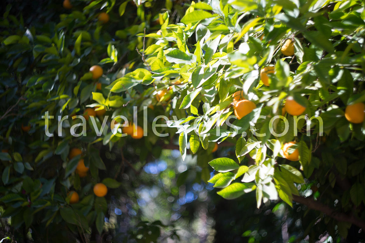 Апельсиновое дерево, Марракеш
