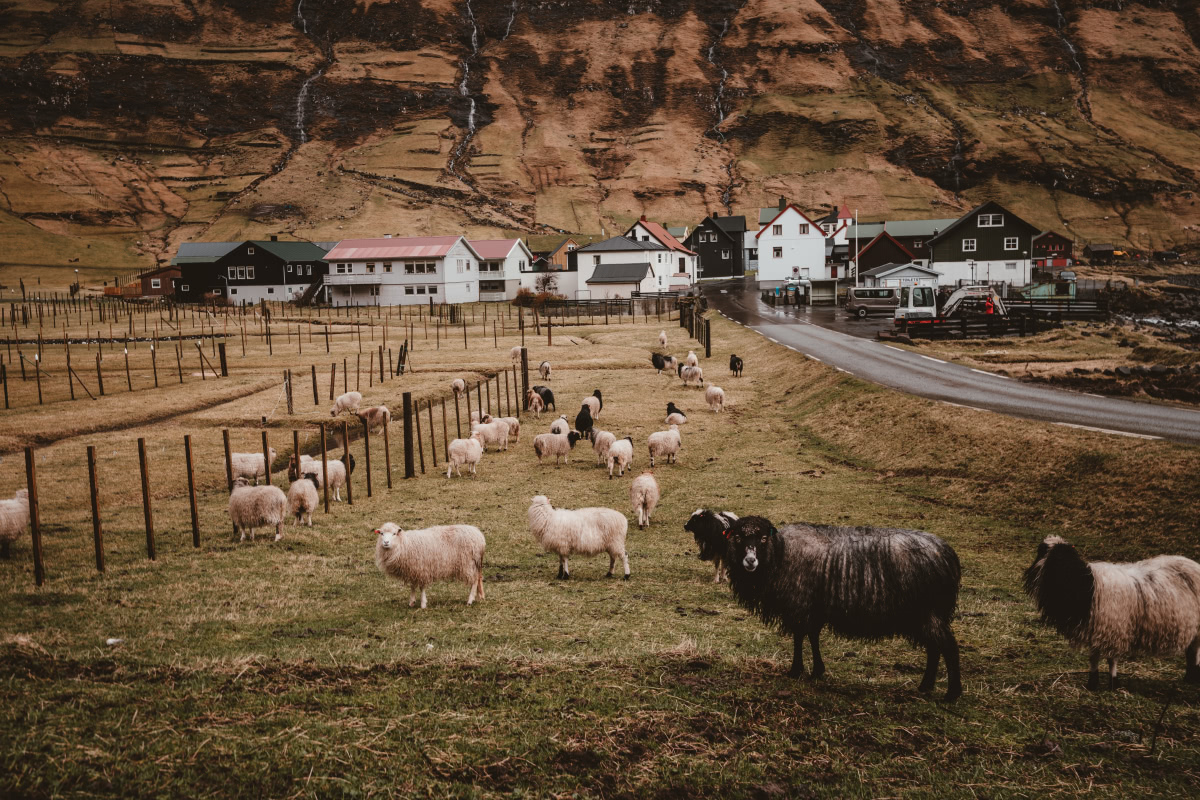 Sheep View